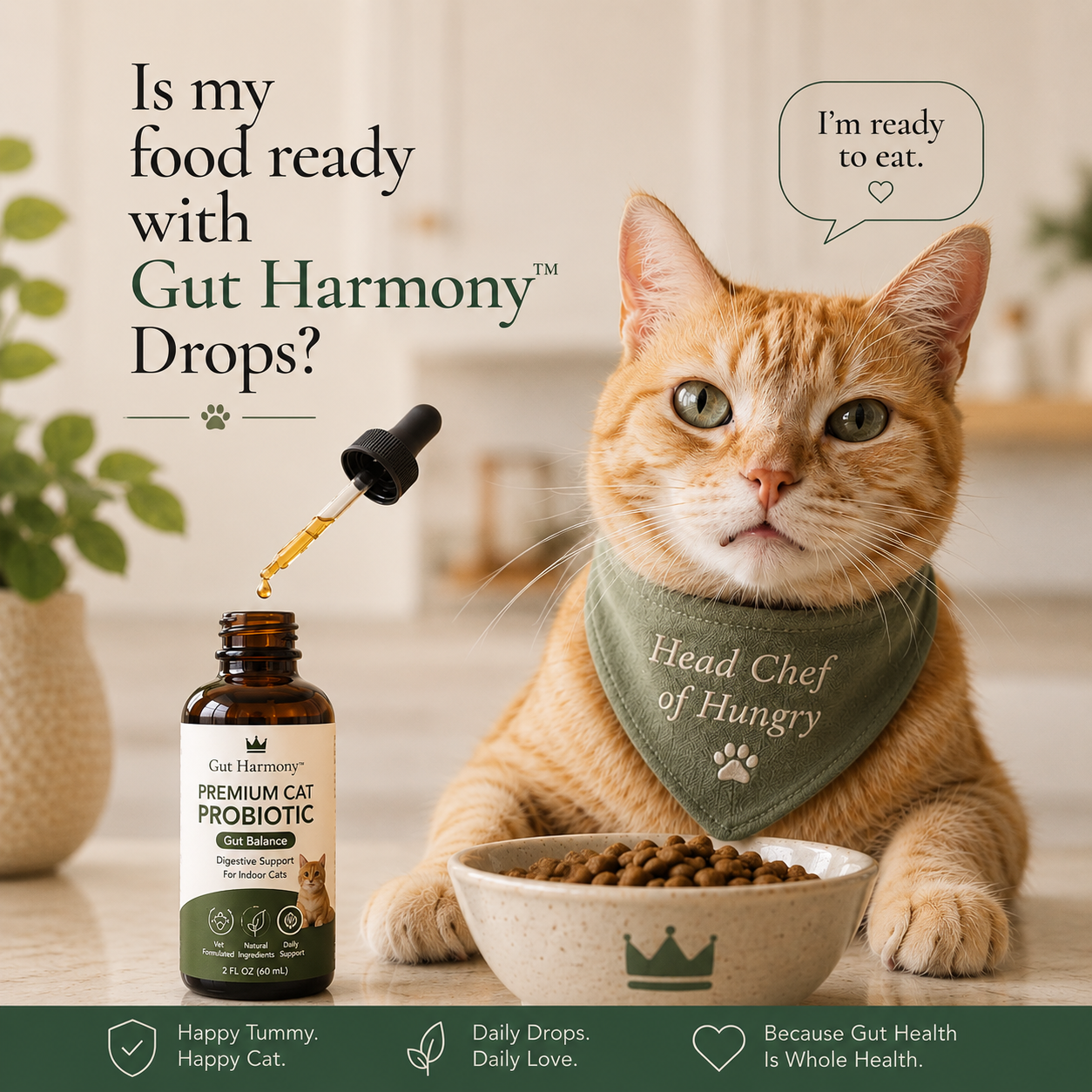 Indoor cat with Gut Harmony probiotic drops