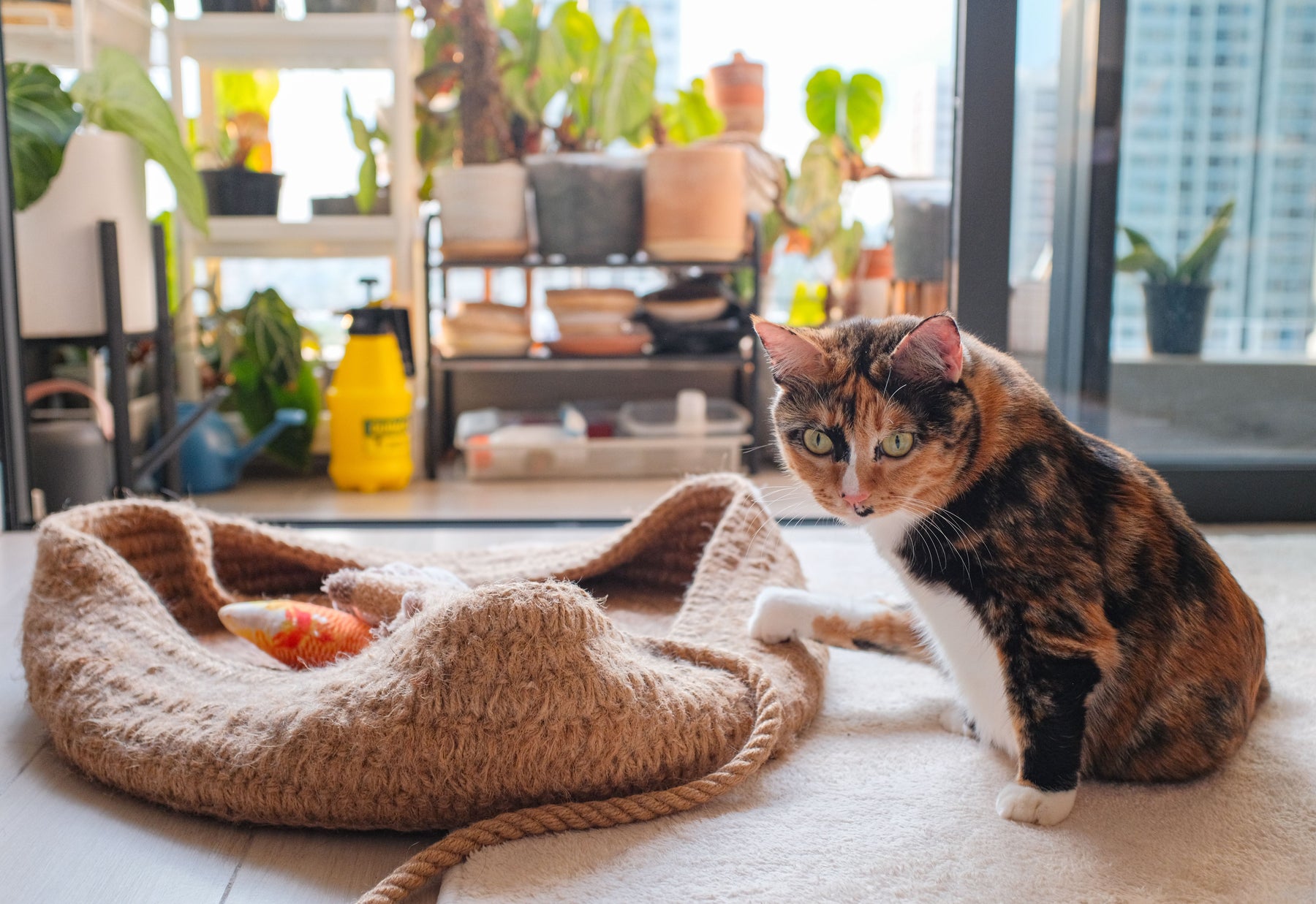 Indoor cat relaxing beside Gut Harmony probiotic drops